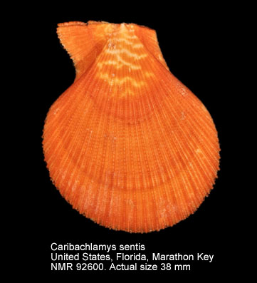 Caribachlamys sentis (5).jpg - Caribachlamys sentis(Reeve,1853)